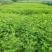 水杉小苗水杉苗水杉