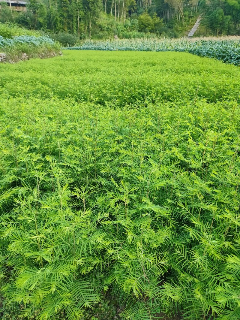 水杉小苗水杉苗水杉