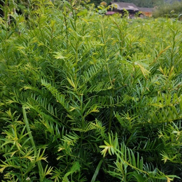 红豆杉两年苗红豆杉南方红豆杉一手货源自产自销