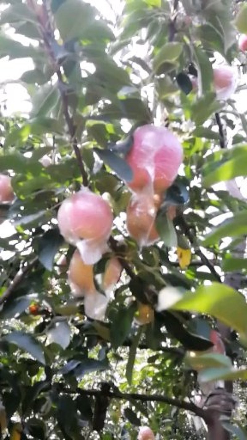 中秋王苹果