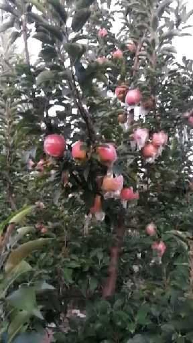 中秋王苹果