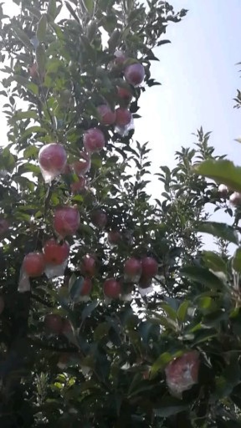 苹果