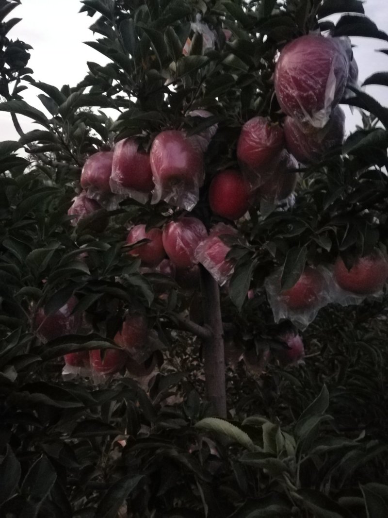 苹果