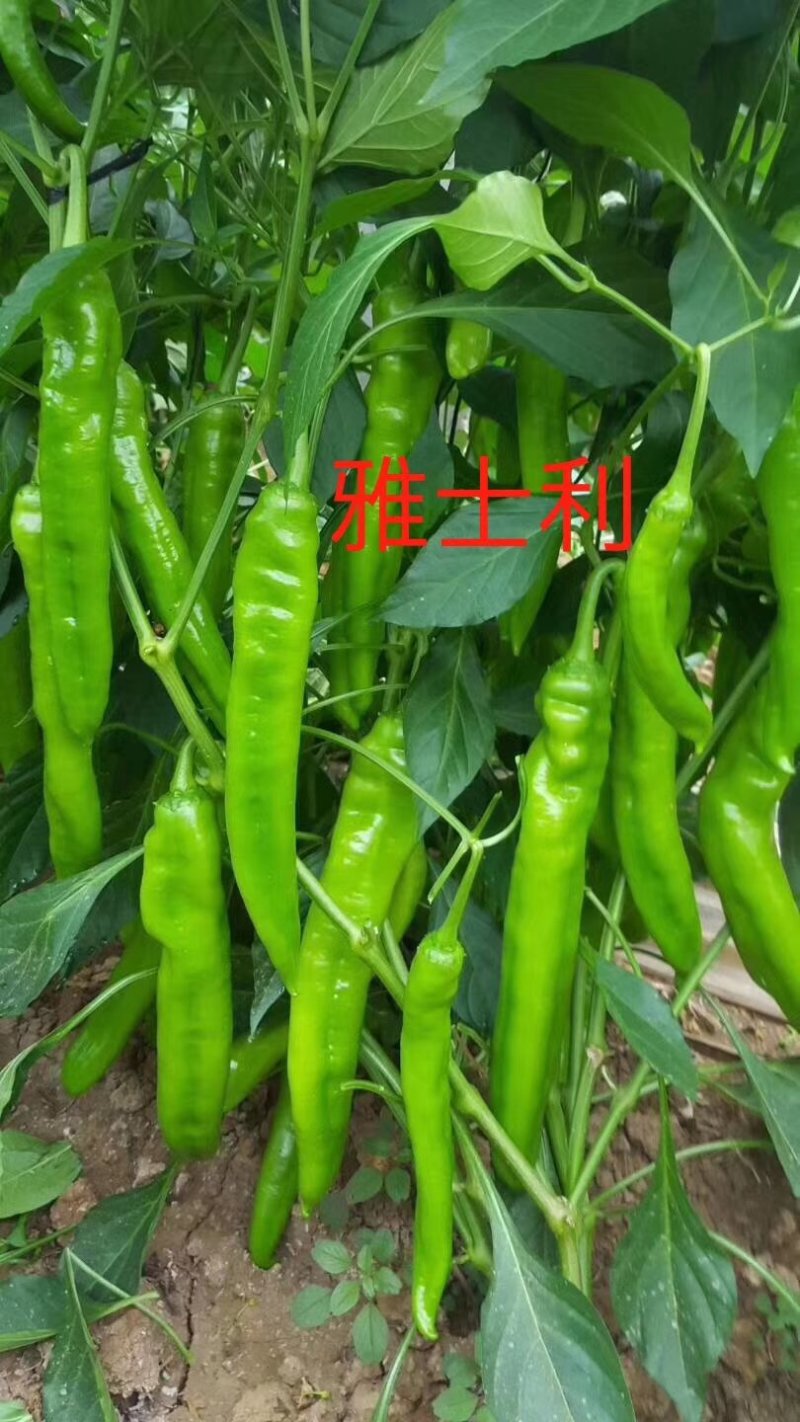 螺丝椒