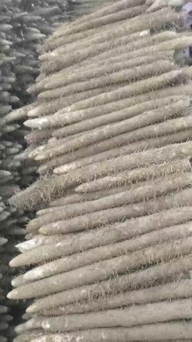 麻山药棒山药河北山药棒药长年有货产地直供