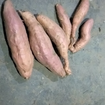 自家岭地红薯