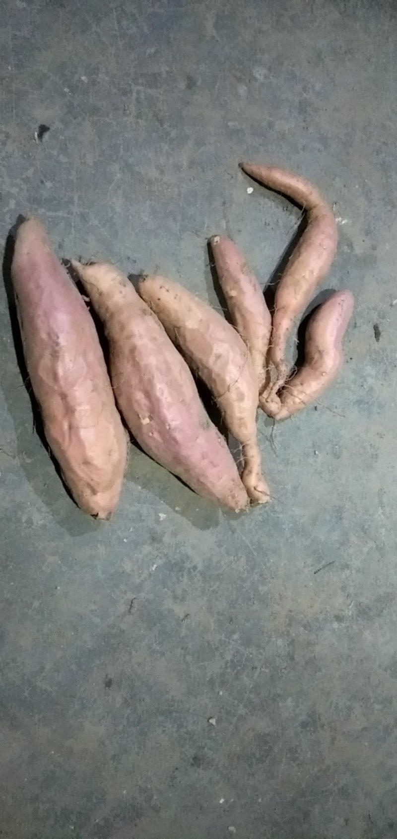 自家岭地红薯
