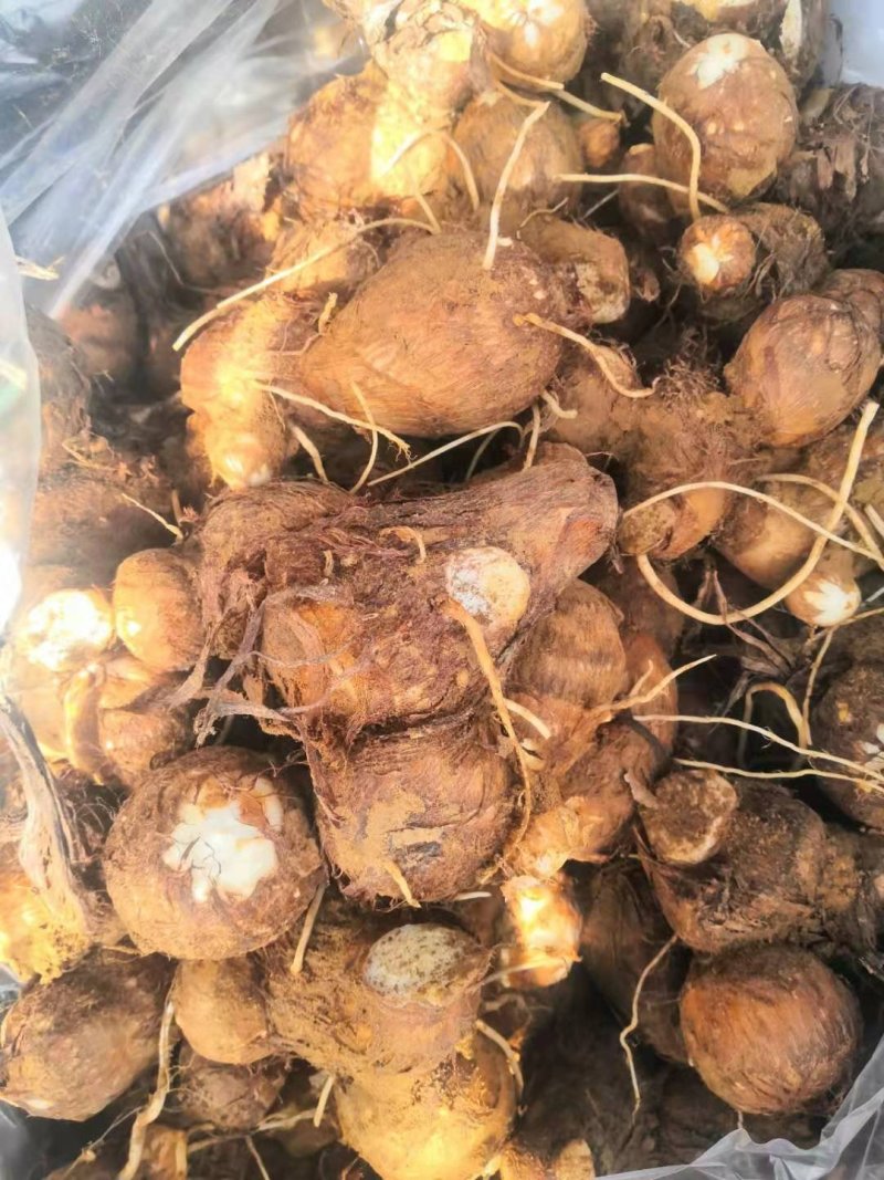 山东芋头大量上市中品种8520欢迎大家采购