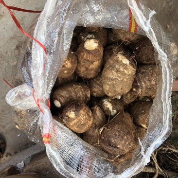 山东芋头大量上市中品种8520欢迎大家采购