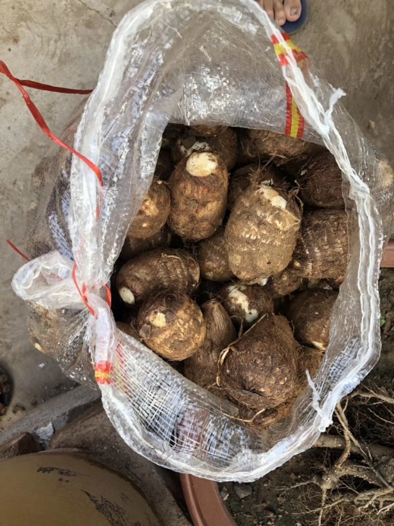山东芋头大量上市中品种8520欢迎大家采购