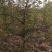 苹果树大苹果树占地苹果树