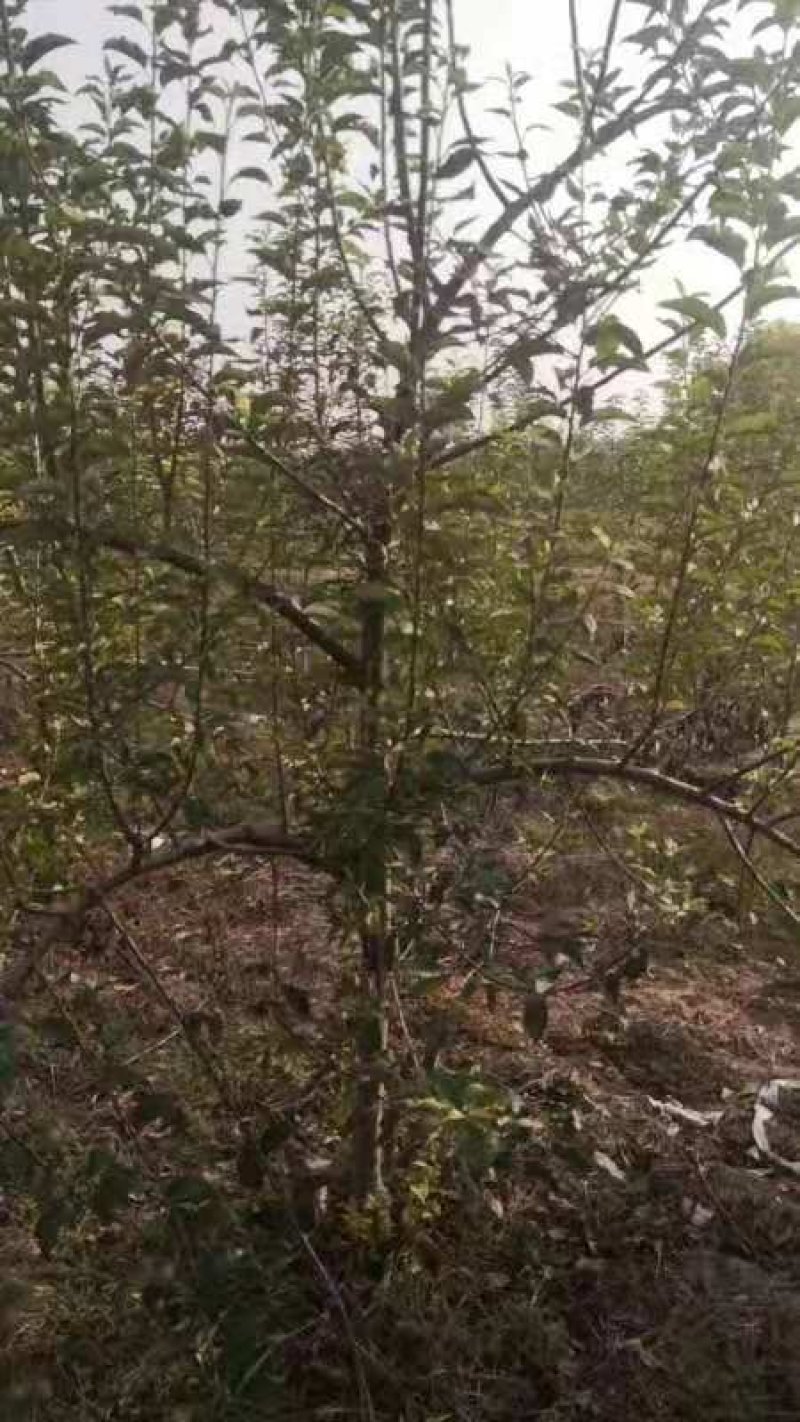 苹果树大苹果树占地苹果树