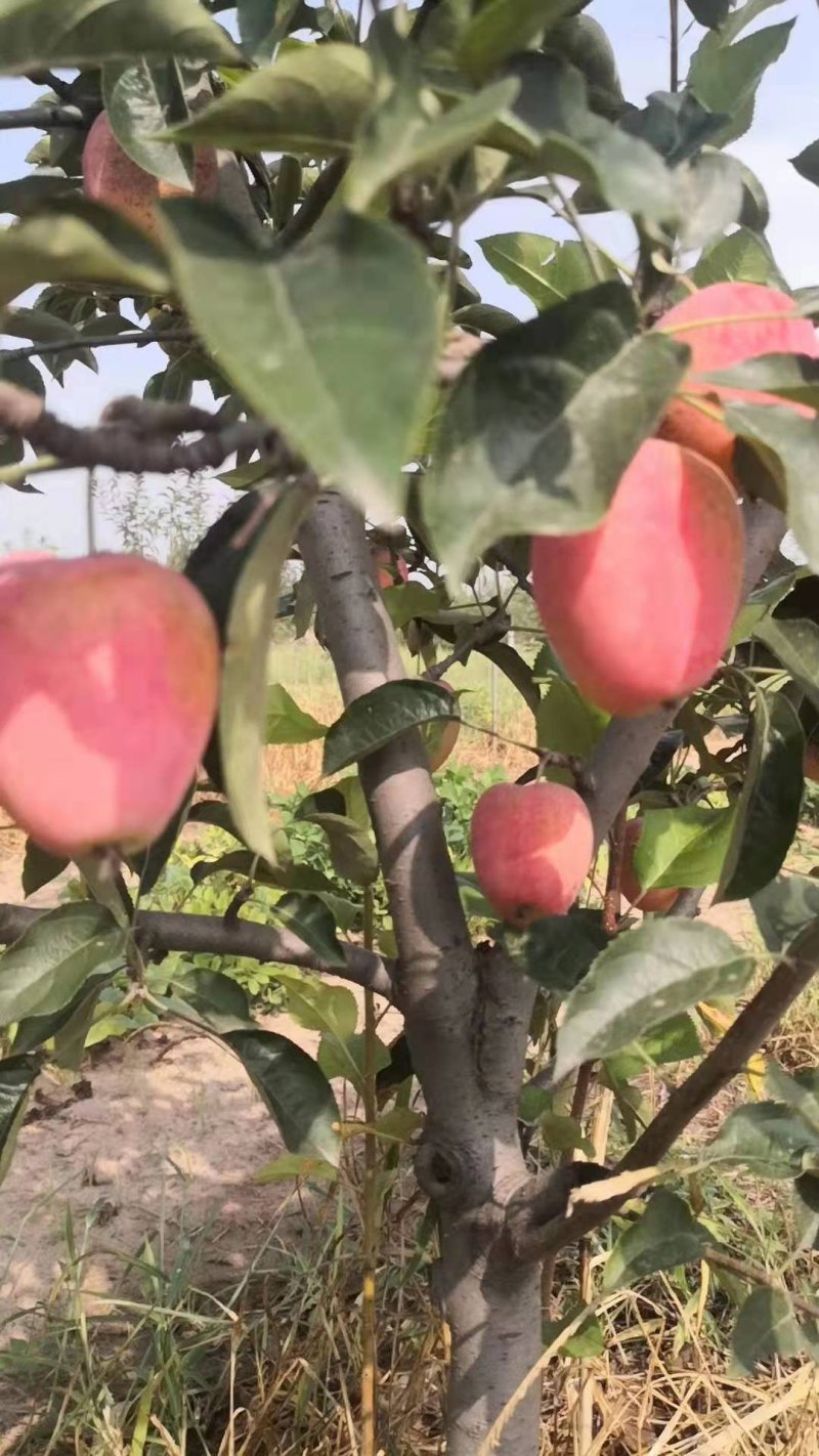 苹果树大苹果树占地苹果树