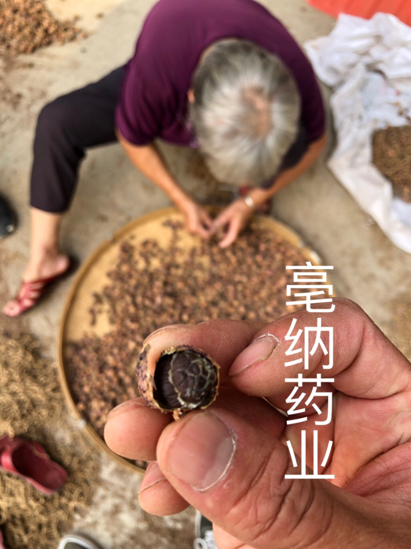 阳春砂一公斤起批国产砂仁壳砂仁大货批发