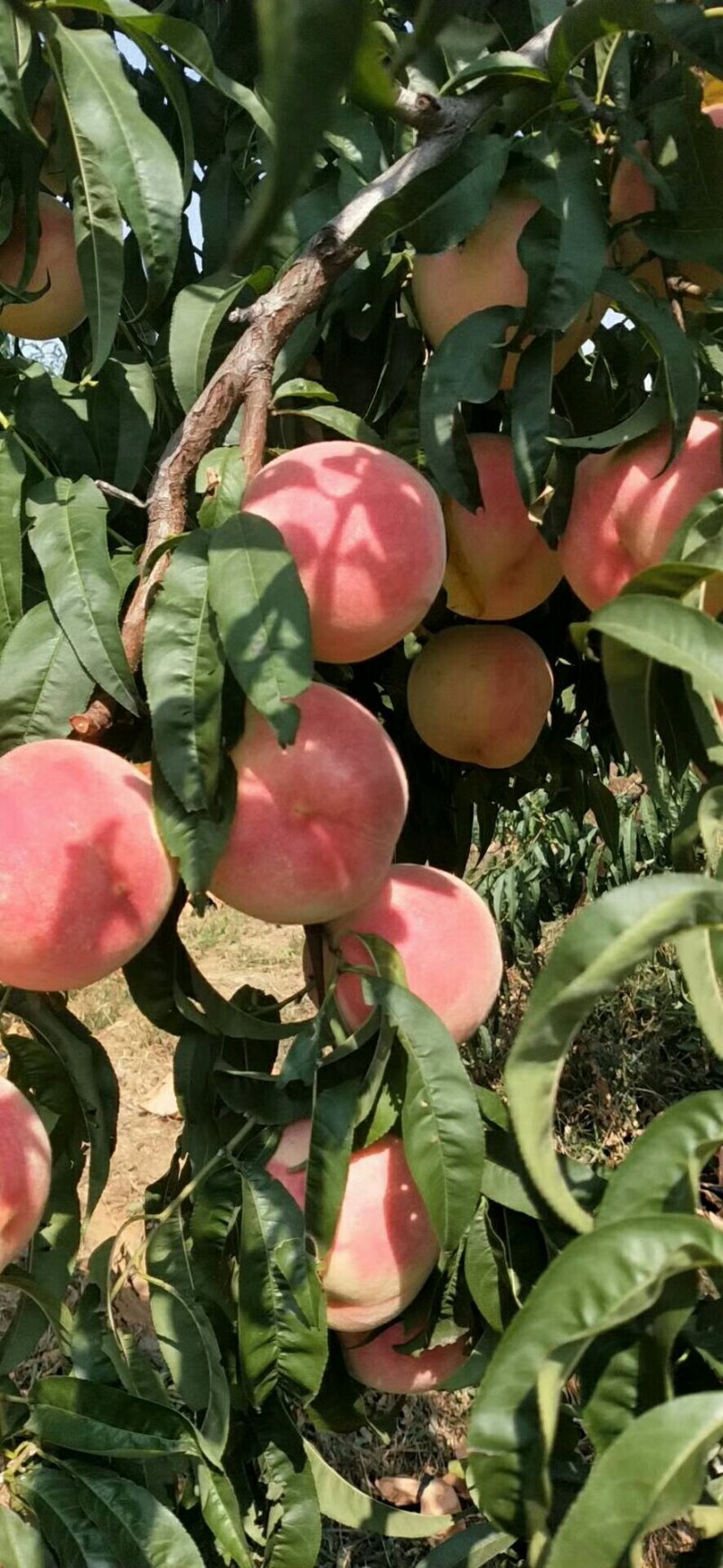 大量金秋红蜜上市了