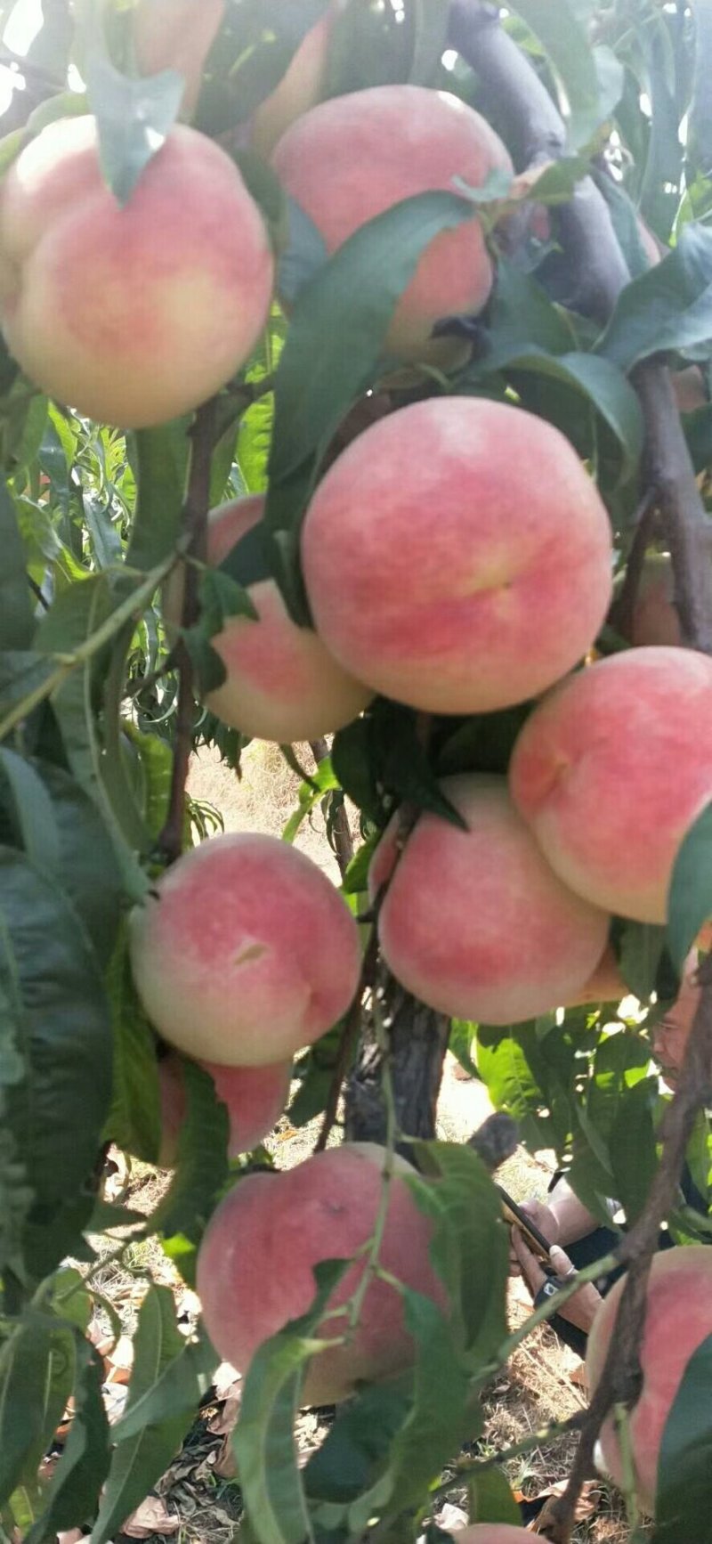 大量金秋红蜜上市了