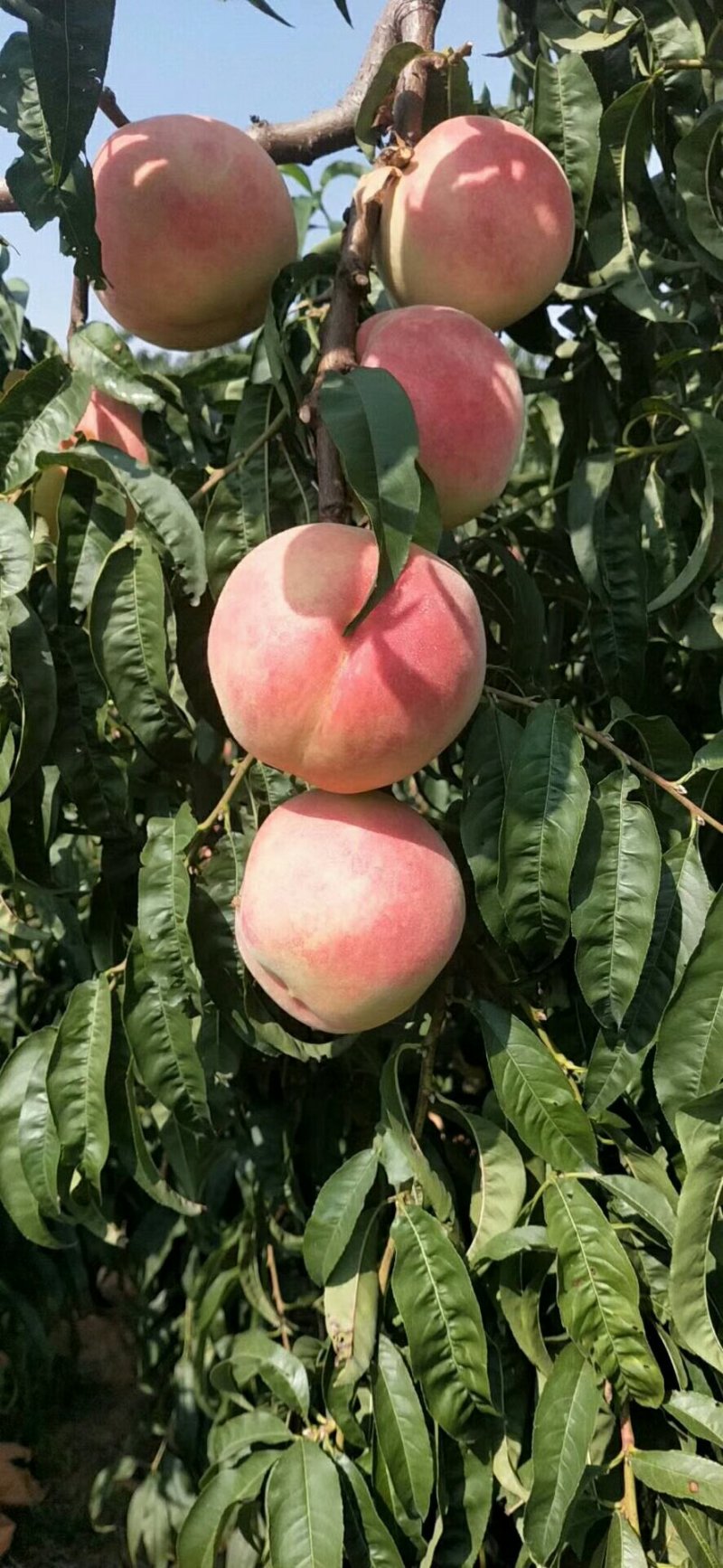 大量金秋红蜜上市了