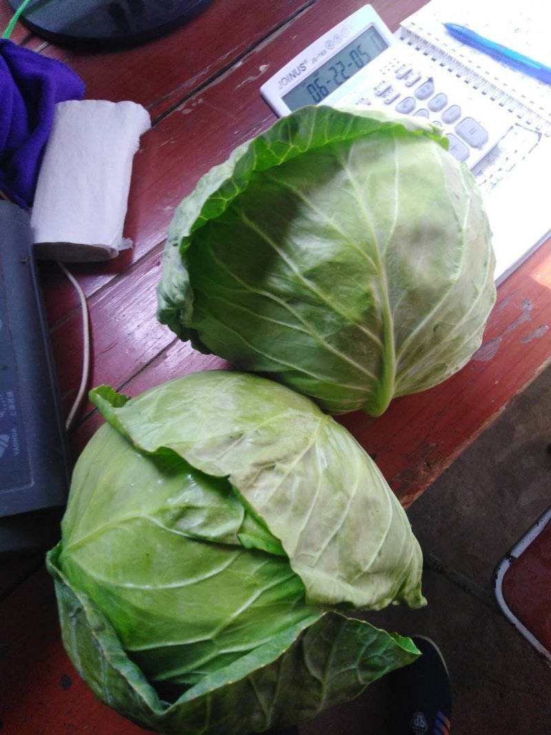 薄叶绿甘蓝，包菜，基地大量上市供应中，大棚