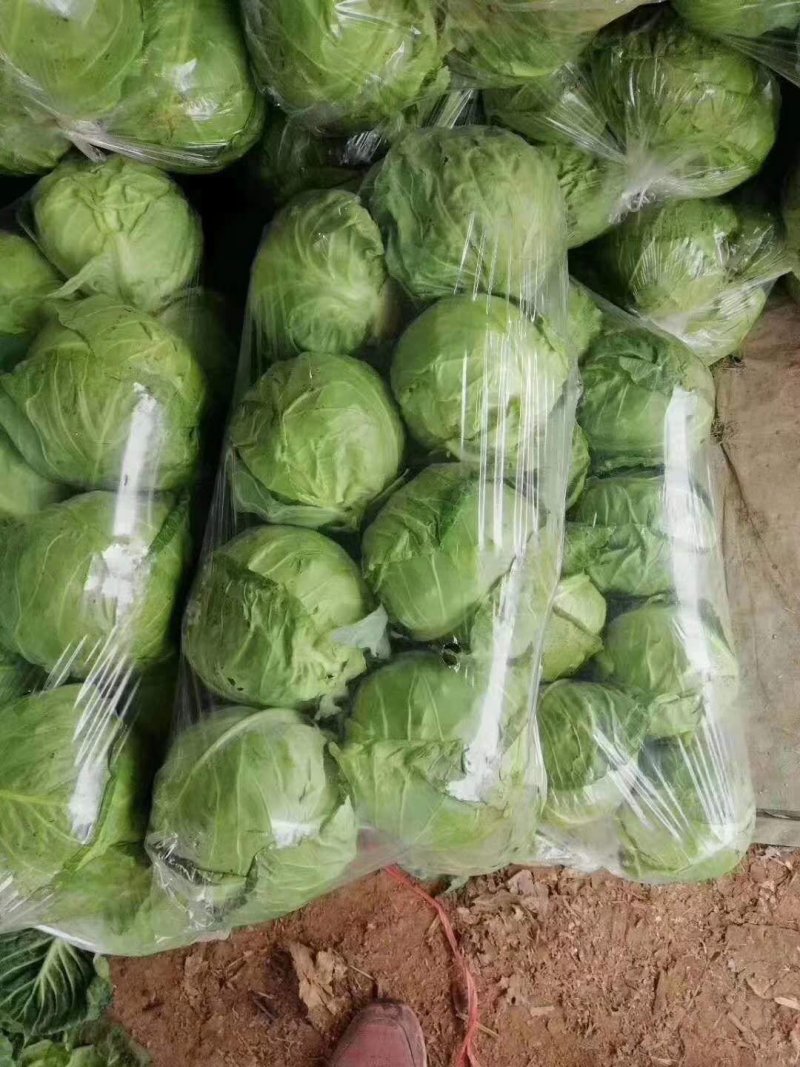 薄叶绿甘蓝，包菜，基地大量上市供应中，大棚