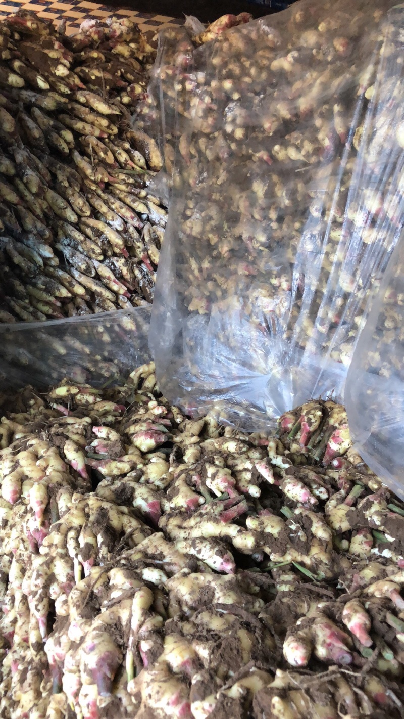 鲜姜大量新鲜鲜姜上市中需要的欢迎前来选购
