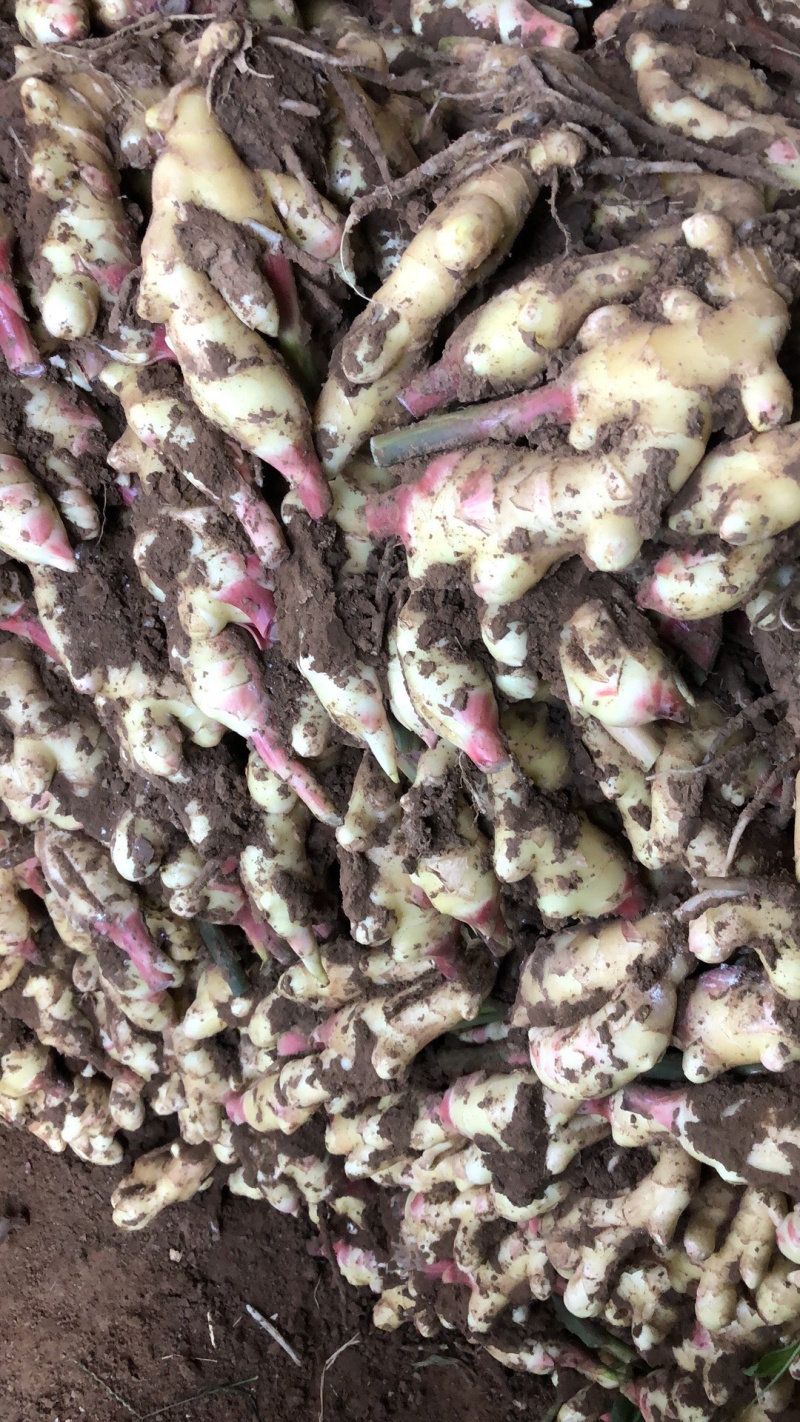 鲜姜大量新鲜鲜姜上市中需要的欢迎前来选购