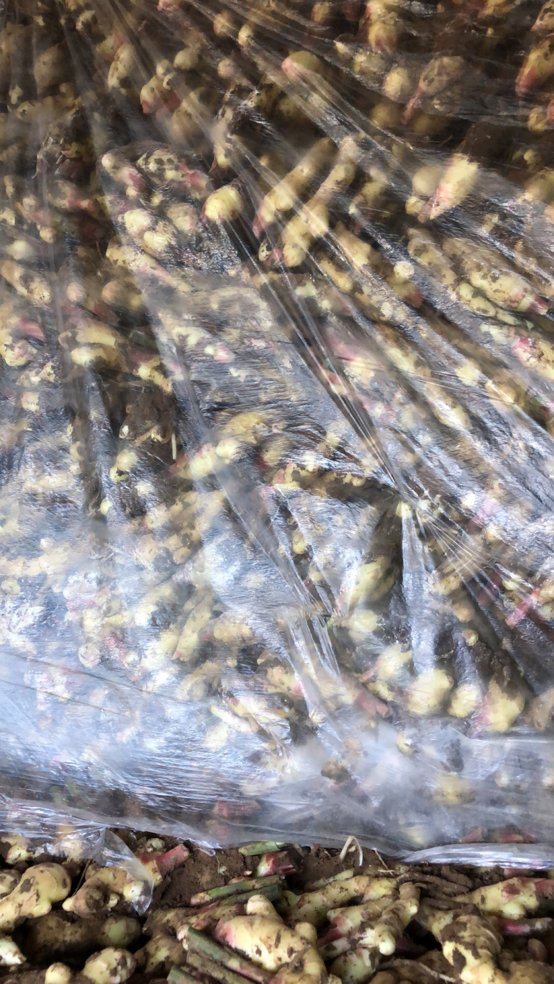 鲜姜大量新鲜鲜姜上市中需要的欢迎前来选购