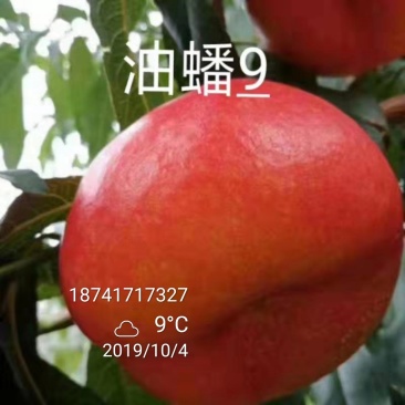 桃树苗，油蟠桃苗，油桃苗，油蟠7-7，油蟠7-9