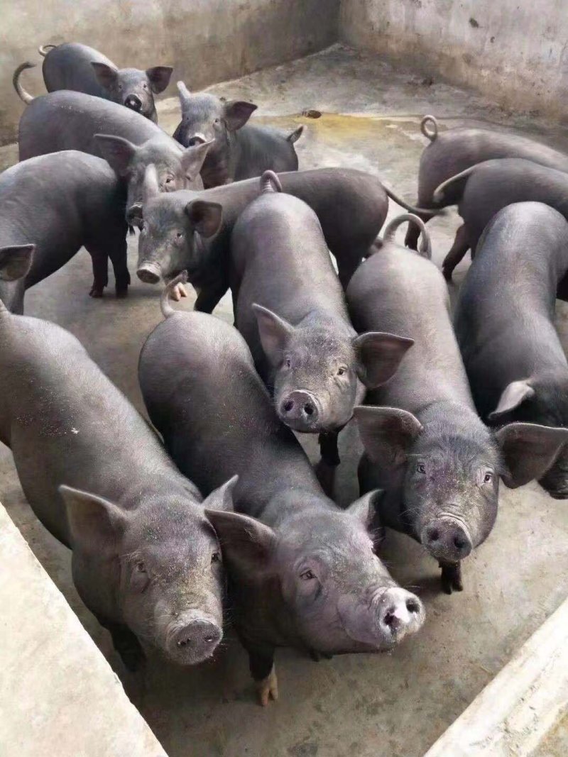 苏太母猪，