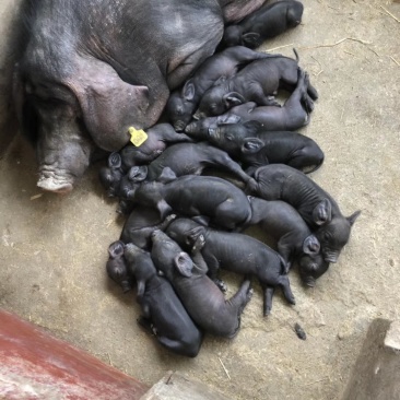 苏太母猪，