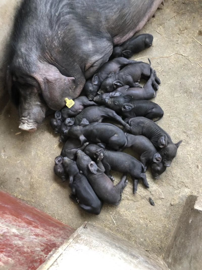 苏太母猪，