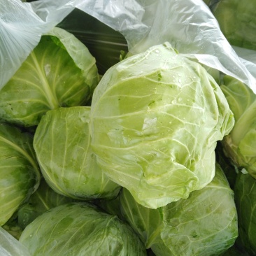 大头菜