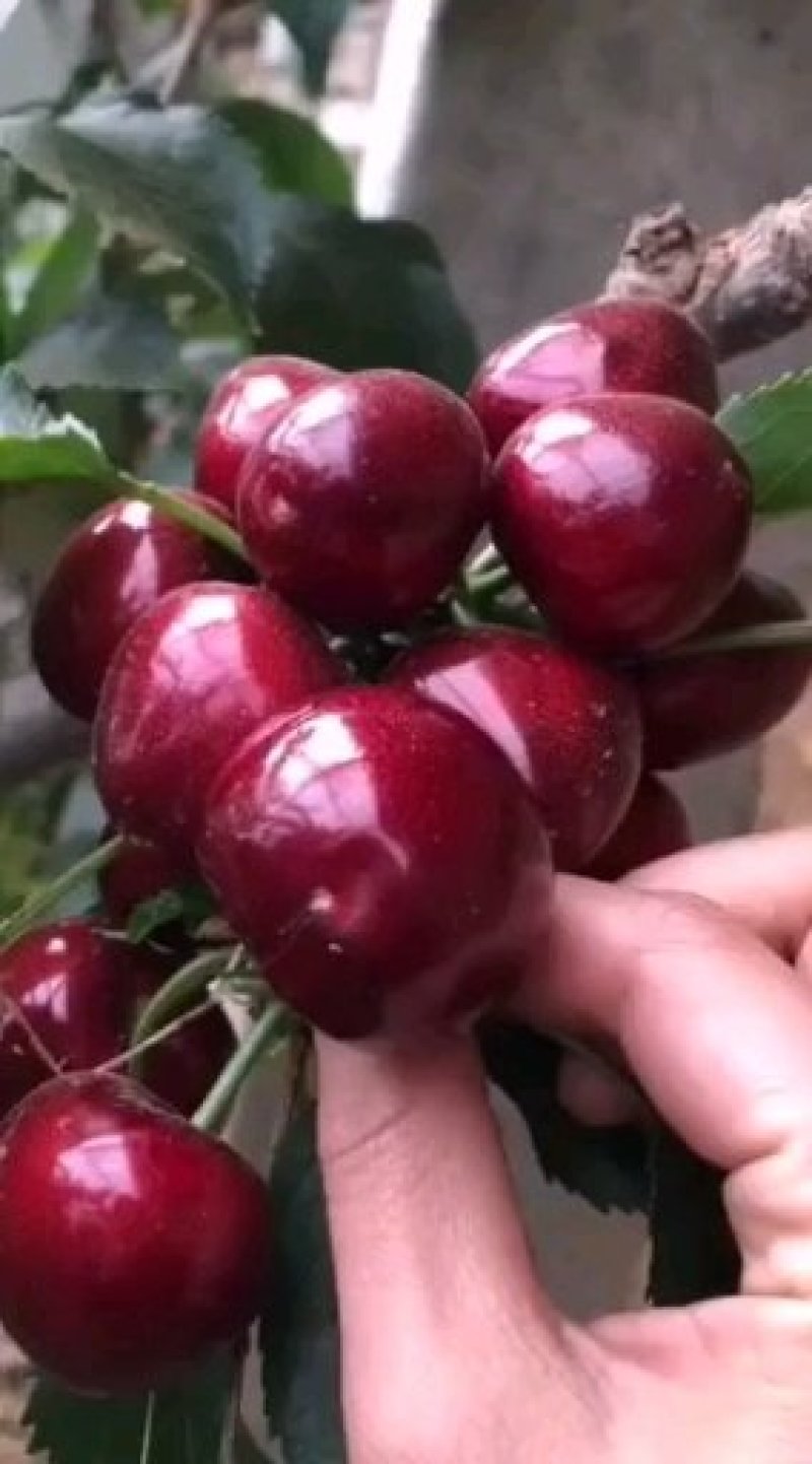 俄罗斯八号樱桃苗辽宁樱桃苗，嫁接苗，移栽根系，包成活