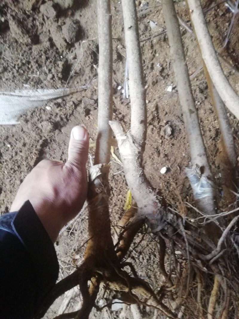俄罗斯八号樱桃苗辽宁樱桃苗，嫁接苗，移栽根系，包成活
