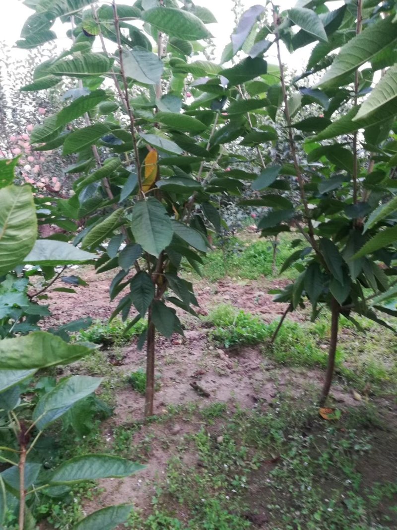 俄罗斯八号樱桃苗辽宁樱桃苗，嫁接苗，移栽根系，包成活