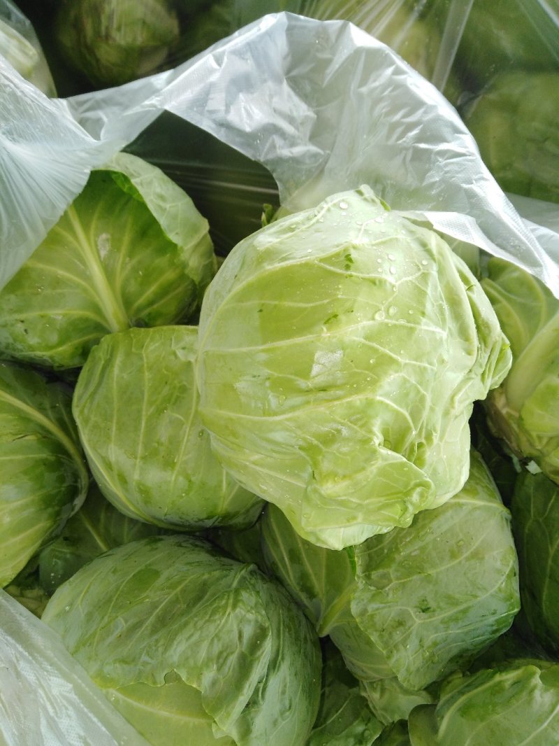 大头菜