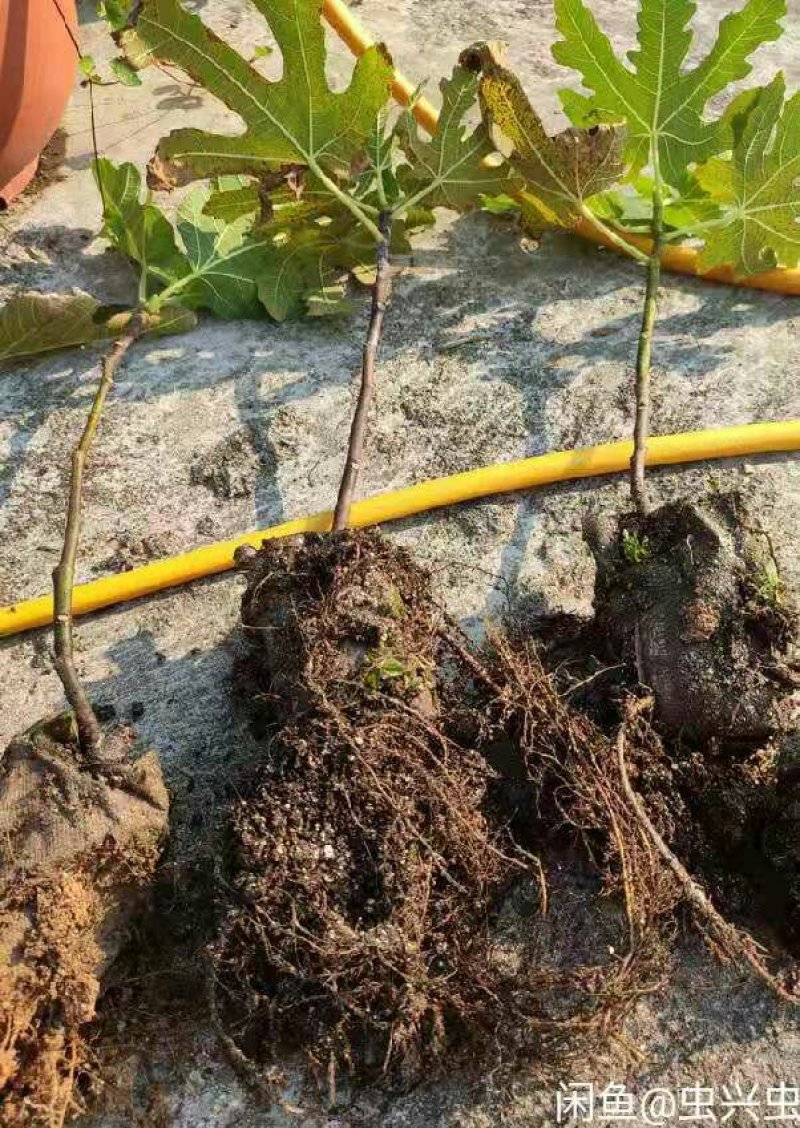 波姬红无花果包成活包技术死苗补发南北方地栽盆栽