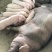 二元母猪，两头起全国包邮
