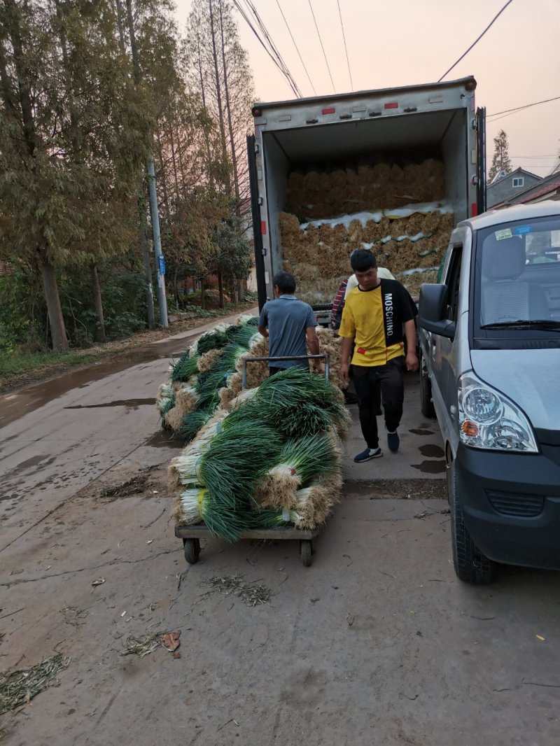 湖北小葱当阳市同新果蔬种植专业合作社可视频看货