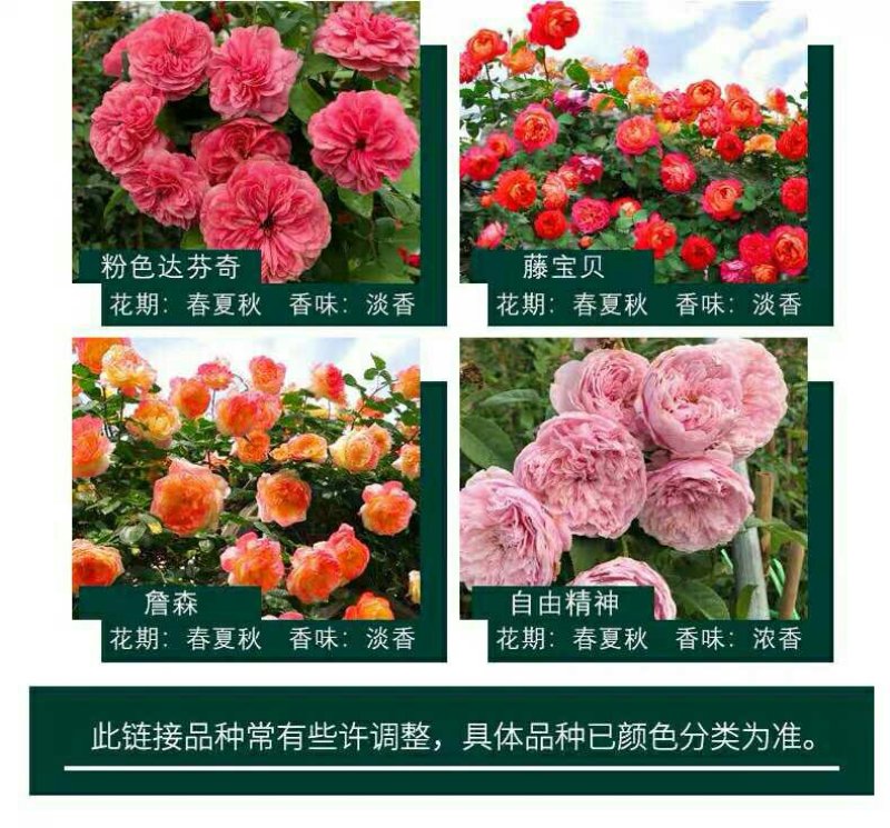 爬藤月季四季开花爬藤速度快带花苞包对版包活