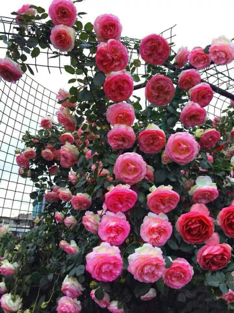 爬藤月季四季开花爬藤速度快带花苞包对版包活