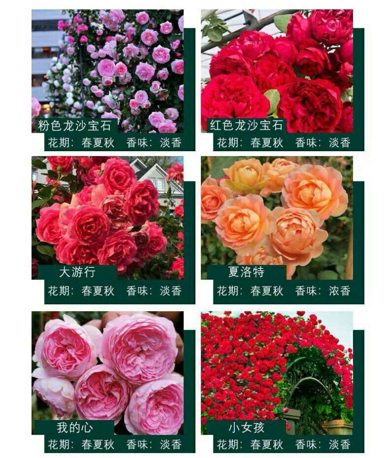 爬藤月季四季开花爬藤速度快带花苞包对版包活