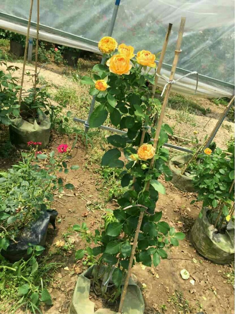 爬藤月季四季开花爬藤速度快带花苞包对版包活