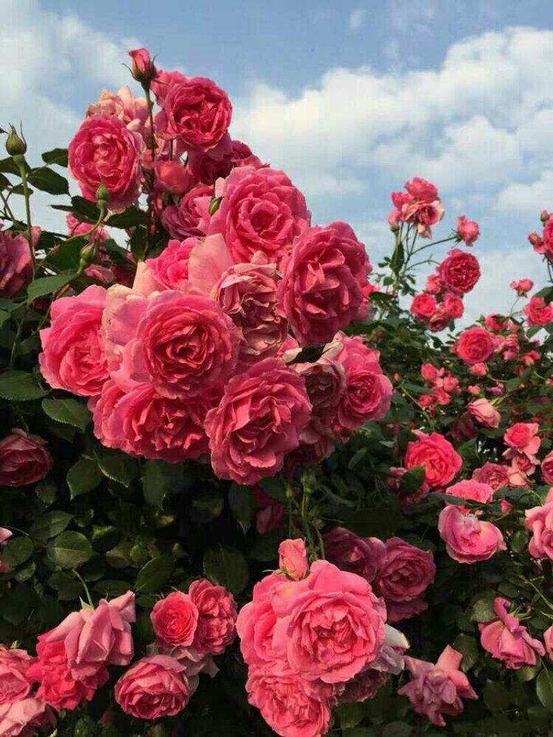 爬藤月季四季开花爬藤速度快带花苞包对版包活