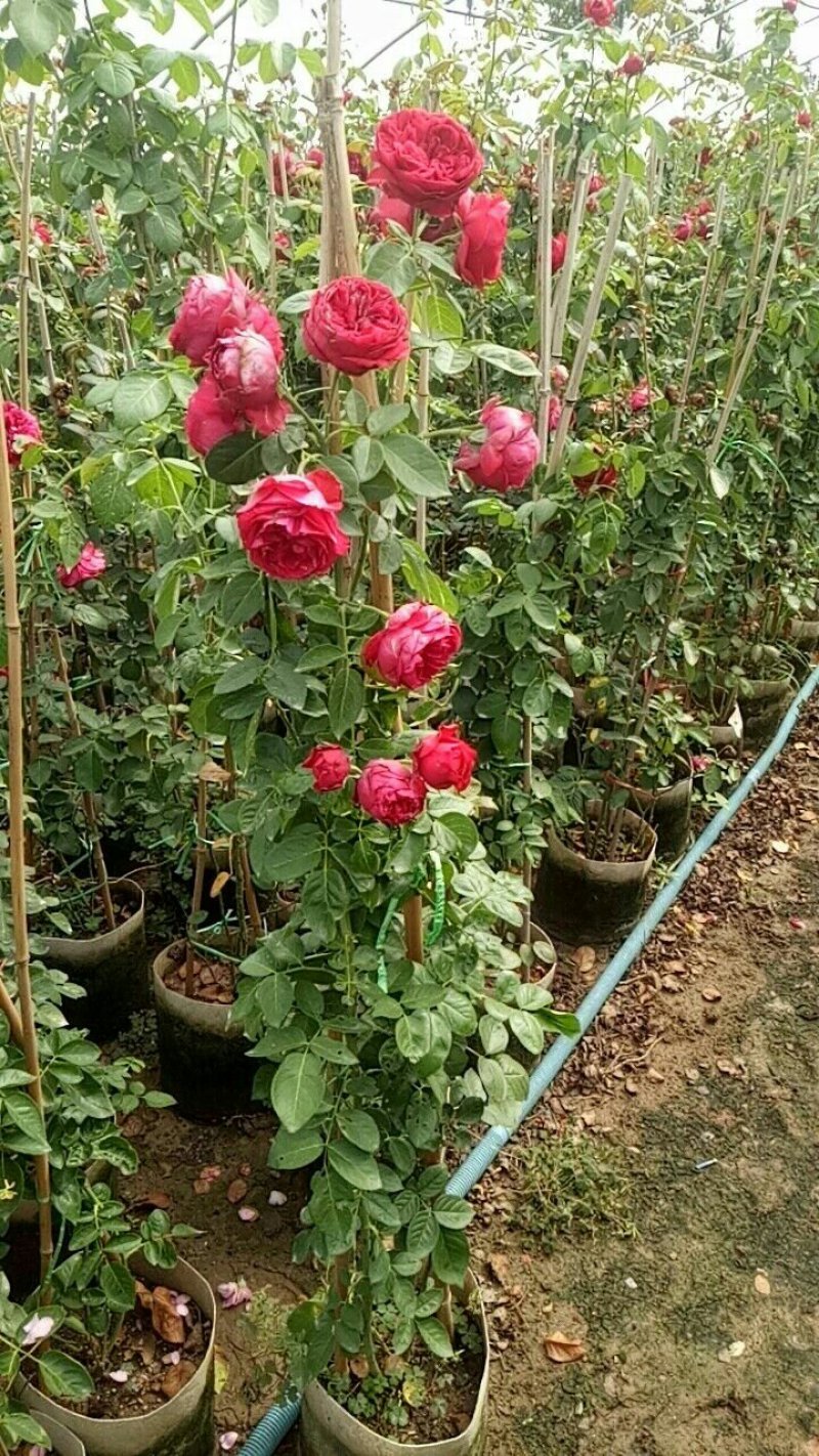爬藤月季四季开花爬藤速度快带花苞包对版包活