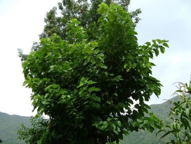 桑树枝，桑树根，皮