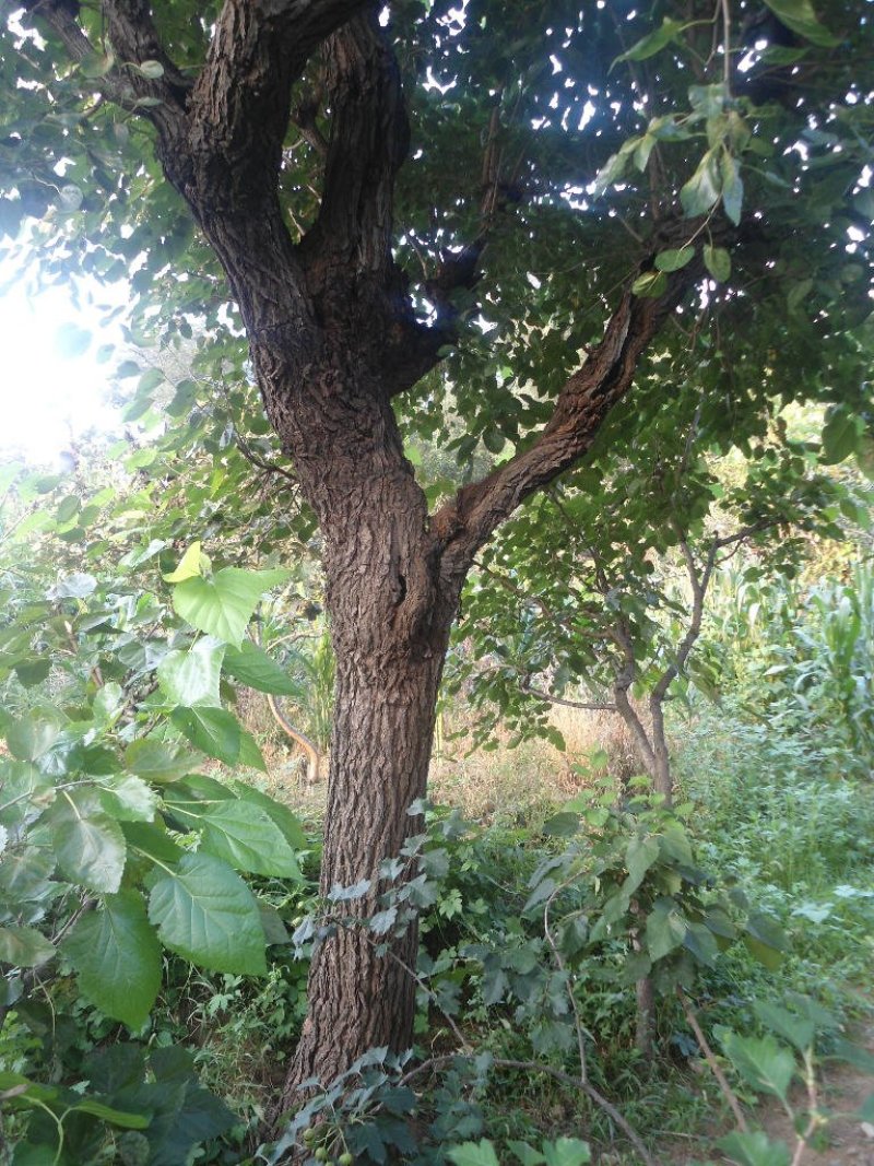 桑树枝，桑树根，皮