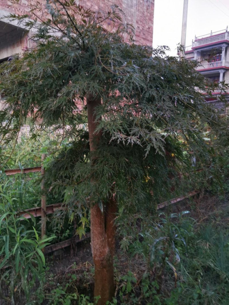 红枫