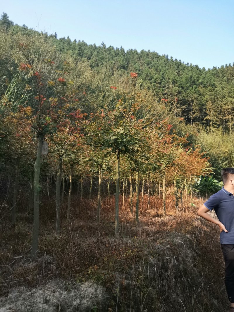 红枫