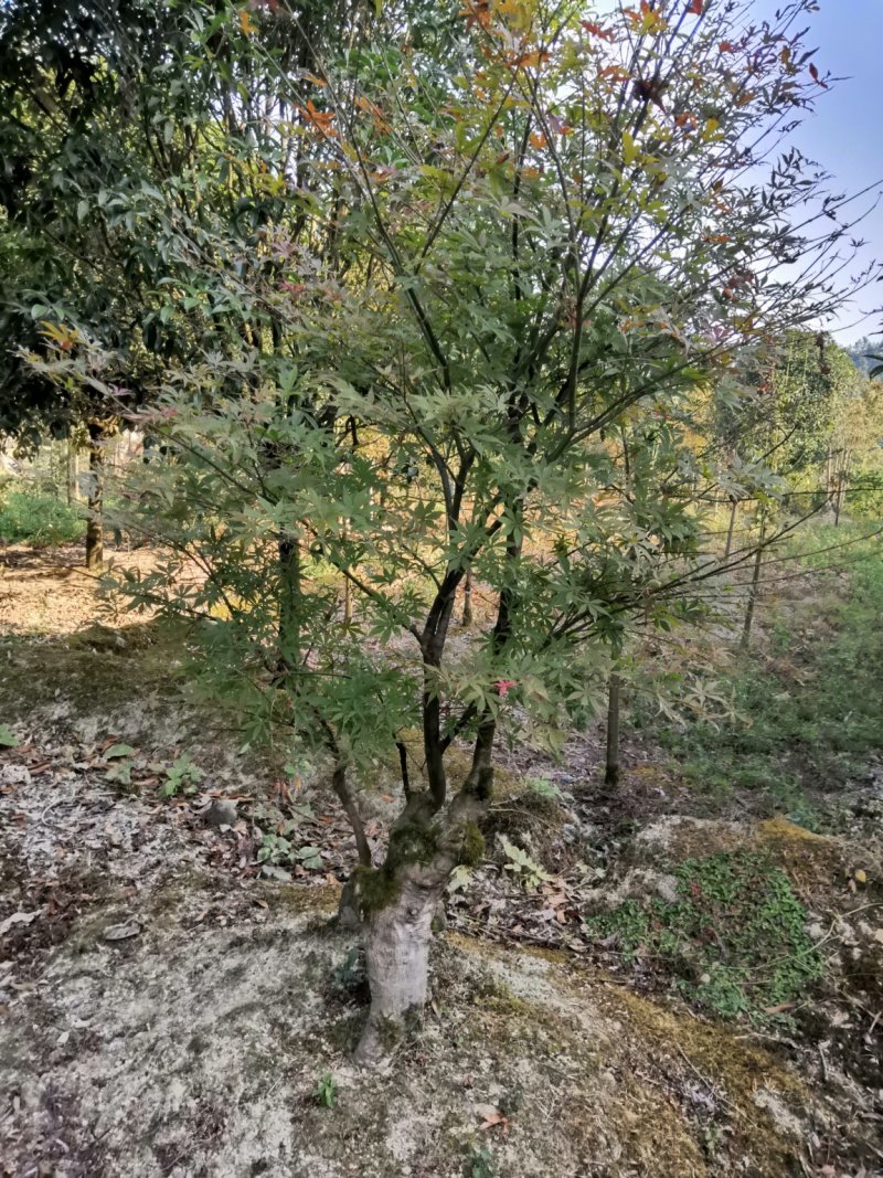 红枫