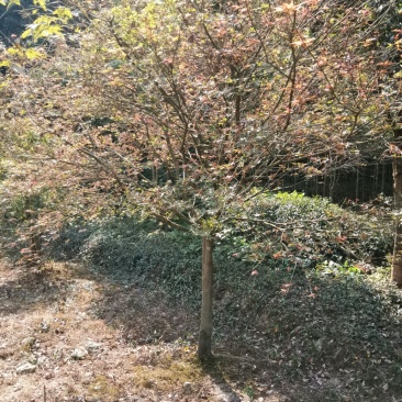红枫